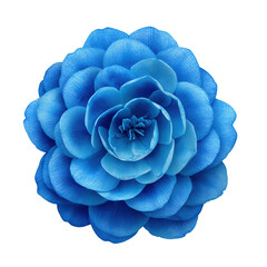 Close-up of a beautiful blue camellia flower with many petals on black background, isolated