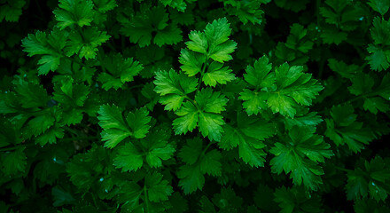 Tightly Packed Parsley Leaves From Top View