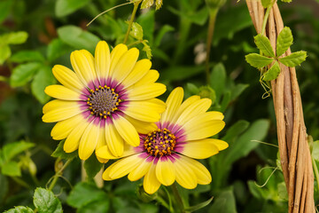 Lovely yellow Osteospermums. They are known as the daisybushes. Its species have been given several common names, including African daisy, South African daisy, Cape daisy and blue-eyed daisy.