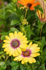 Lovely yellow Osteospermums. They are known as the daisybushes. Its species have been given several common names, including African daisy, South African daisy, Cape daisy and blue-eyed daisy.