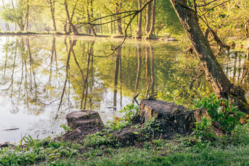Tree stump and reflections at sunrise