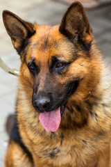 German shepherd.portrait of a black dog. sheepdog