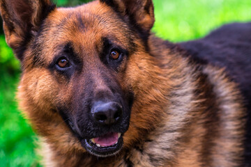 german shepherd dog on green grass.portrait of a black dog. sheepdog.Pet on nature in the forest