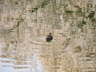 満開の桜の下で泳ぐカモ