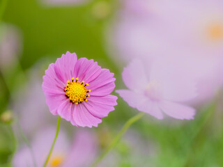 Obraz premium 秋の公園や花壇を彩るコスモスのある風景。繊細で美しいシベの様子。自然風景素材。