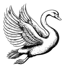Obraz premium Detailed Black and White Engraving of a Graceful Flying Swan
