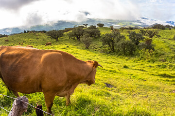 Les pâturages des Hauts de la Réunion 