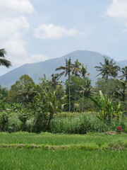 Fototapeta premium palm trees in the mountains