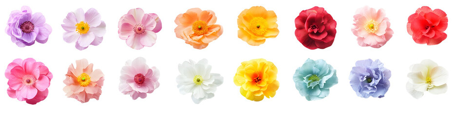 Set of different beautiful flowers on white background. Banner design