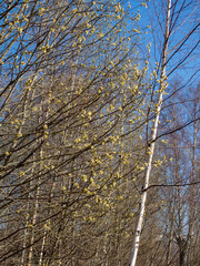 willow branches in spring