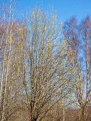 willow branches with yellow buds