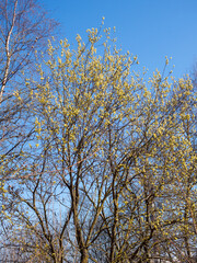 willow branches with buds