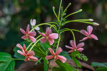 Closeup view of pink red and white flowers of tropical vine combretum indicum aka Rangoon creeper or Burma creeper isolated outdoors in garden