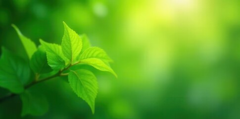 Fototapeta premium Blurred green leaves, soft bokeh, abstract nature, abstract, close-up