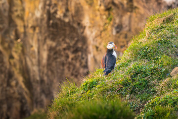 Fratercula artica, Islanda