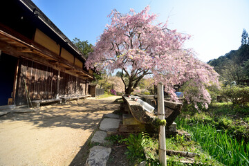 中山道にあるしだれ桜