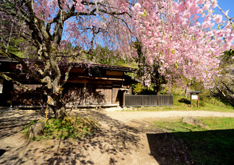 中山道にあるしだれ桜