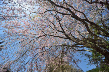 しだれ桜