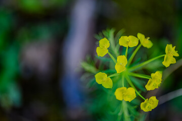 Bright yellow wildflowers bloom in a lush green environment during a sunny afternoon in early spring