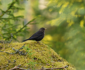 Eurasian blackbird or common blackbird (Turdus merula) standing on a mossy rock in the forest in spring.