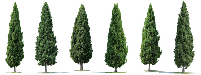 Set of tall evergreen cypress trees, isolated on transparent background