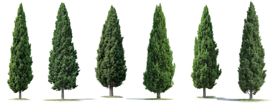 Set of tall evergreen cypress trees, isolated on transparent background