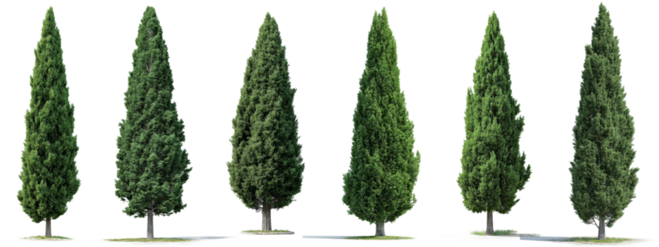Set of tall evergreen cypress trees, isolated on transparent background