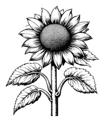 Fototapeta premium Detailed Black and White Engraving of a Sunflower Illustration