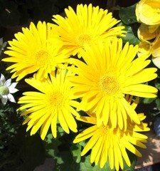 イエローのガーベラの花のアップ