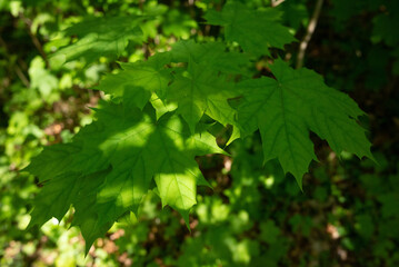 spring green trees leaves