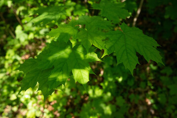 spring green trees leaves