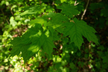 spring green trees leaves