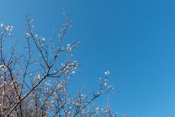 晴れ渡る春の青空　美しい白梅