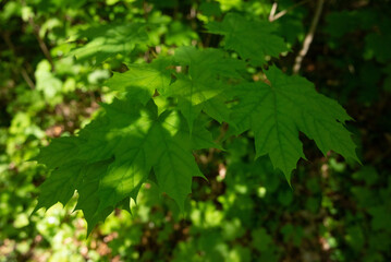 spring green trees leaves