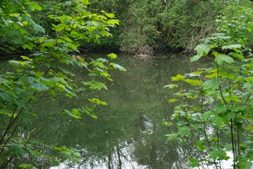 Spring freen trees and leaves
