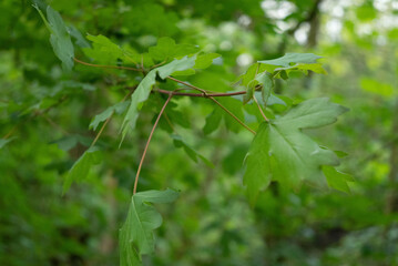 Spring freen trees and leaves