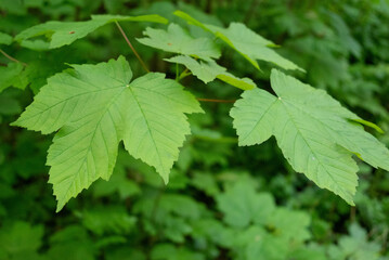 Spring freen trees and leaves