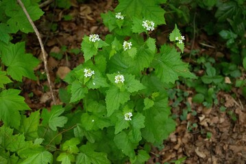 spring green trees leaves
