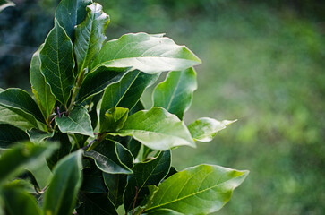 Abstraction growing green leaves on a light background outdoors