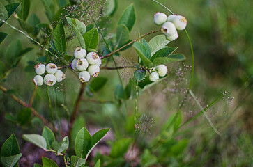 Lohina is a good product with vitamins for a healthy human