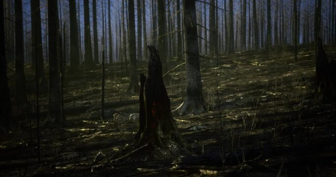 A forest devastated by wildfire reveals blackened trees and charred ground. The landscape is eerily quiet, showcasing the aftermath of destruction within the once thriving woodlands.