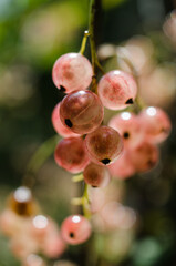 Ripe and juicy currant berries in summer for fresh juice