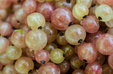 Ripe and juicy currant berries in summer for fresh juice