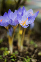 Little first spring flowers in the open air