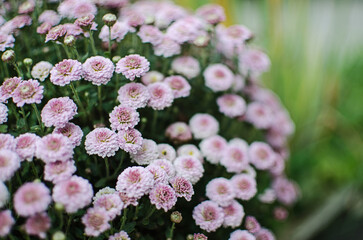Autumn chrysanthemum flowers grow