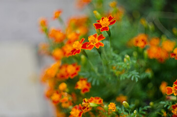 Beautiful marigolds bloom outdoors