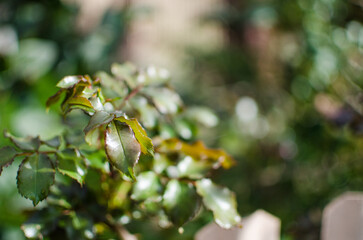Abstraction growing green leaves on a light background outdoors