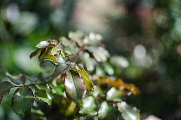 Abstraction growing green leaves on a light background outdoors