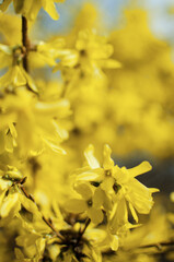 Forsythia yellow spring shrub with wonderful small flowers
