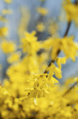 Forsythia yellow spring shrub with wonderful small flowers